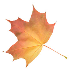 A leaf of a maple tree is shown in full color. The leaf is red and has a slightly brownish tint. The leaf is positioned on a white background, which makes the leaf stand out and appear more vibrant