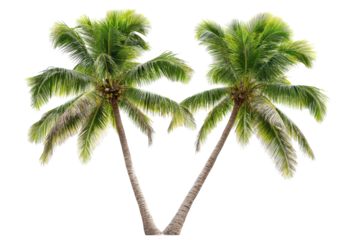 Stunning Collection of Palm Trees Isolated on a transparent Background, Perfect for Tropical Themed Designs and Advertisements