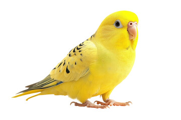 Adult Parakeet Isolated on transparent Background Ideal for Illustrations, Educational Materials, and Pet Care Publications