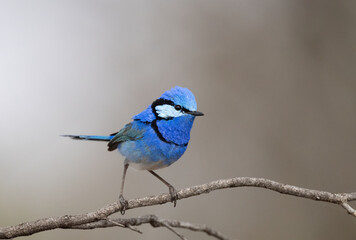 Obraz premium Splendid Fairy wren ( Malurus splendens ) beautiful male bird.