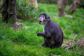 Closeup on a surprised mangabey monkey at the zoo