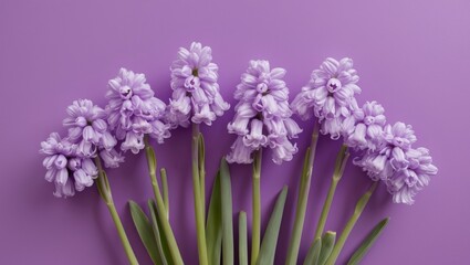 Fototapeta premium Purple Hyacinth Flowers on Purple Background.