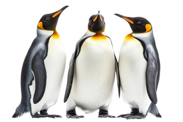 Fototapeta premium Cute Penguins Isolated on a transparent Background Perfect for Educational Purposes and Wildlife Articles