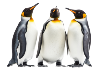 Cute Penguins Isolated on a transparent Background Perfect for Educational Purposes and Wildlife Articles