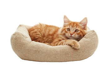 Comfortable and Stylish Pet Bed Isolated on a transparent Background for Premium Pet Home Decor Use