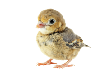 Adorable Pigeon Chick Isolated on a transparent Background Perfect for Educational Purposes and Nature Publications
