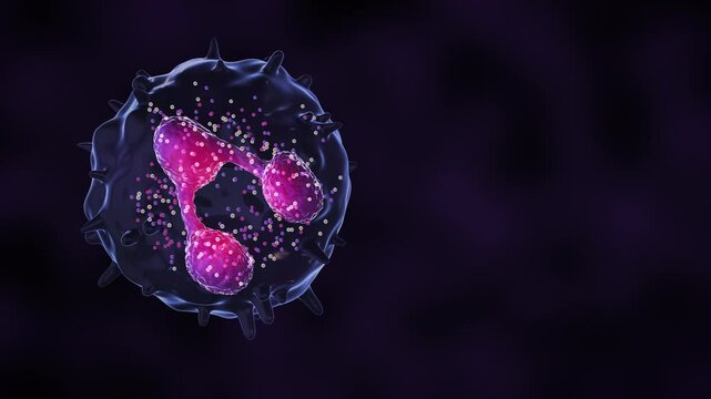 Neutrophil 3D Animation with Detailed Cellular Structure