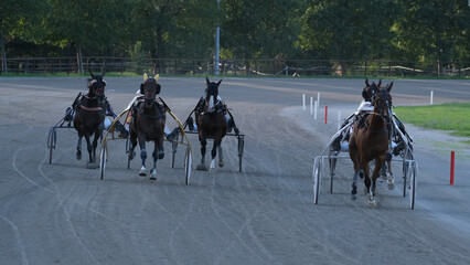Racing horses trots and rider on a track of stadium. Competitions for trotting horse racing. Horses compete in harness racing. Horse runing at the track with rider.
