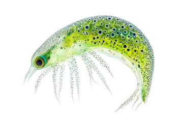 High-Quality Isolated Plankton on transparent Background Perfect for Scientific Publications and Educational Materials