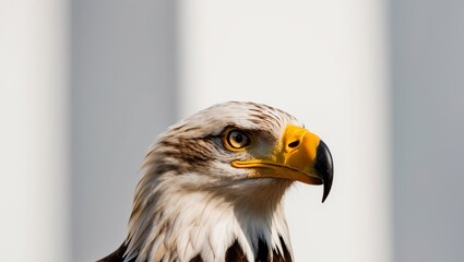 Obraz premium A tight shot of an eagle's head with a blurred foreground and background.