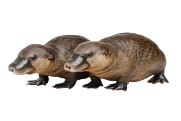 Isolated Platypuses on a transparent Background Perfect for Educational Materials, Wildlife Articles, and Informational Graphics