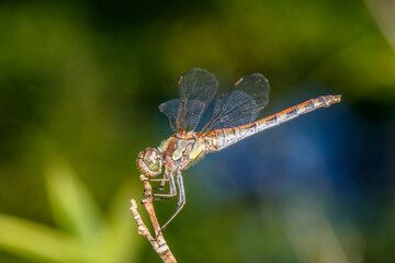 Dragonfly Sympetrum striolatum