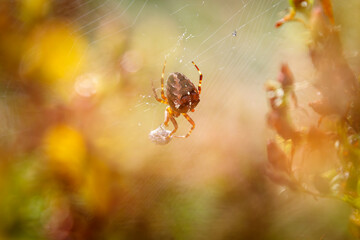 Spider Araneus diadematus