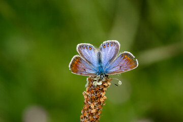Butterfly Polyommatus icarus