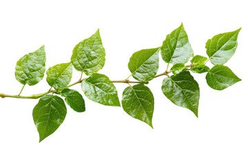 Vibrant Poison Ivy Highlighting Its Unique Features and Characteristics Isolated on a Clean transparent Background for Educational Purposes