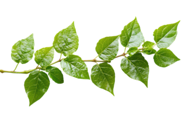 Vibrant Poison Ivy Highlighting Its Unique Features and Characteristics Isolated on a Clean transparent Background for Educational Purposes