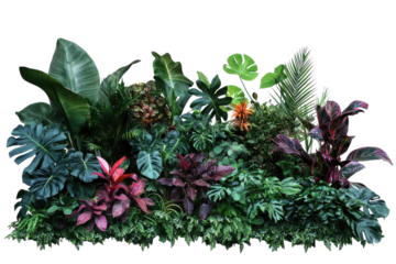 A Comprehensive Look at Poisonous Plants Found in the Jungle, Perfect for Educational Materials and Nature Articles