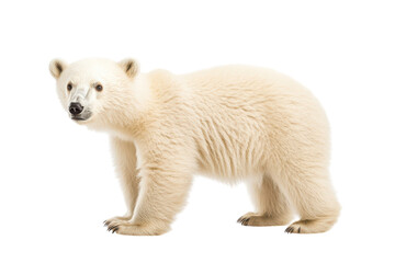 Fototapeta premium Adorable Polar Bear Cub Isolated on transparent Background Perfect for Educational, Wildlife, and Conservation Projects