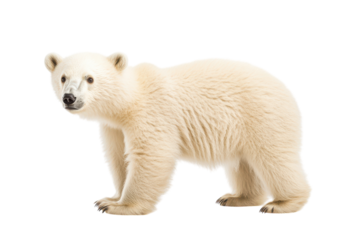 Adorable Polar Bear Cub Isolated on transparent Background Perfect for Educational, Wildlife, and Conservation Projects