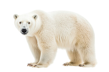 Realistic Polar Bear on transparent Background Perfect for Wildlife Conservation Awareness Campaigns and Educational Materials