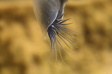 Close-up of the tentacles of a buoy barnacle (Dosima fascicularis) swimming in the water