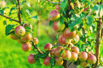 Apples on a tree in an orchard. Selective focus.