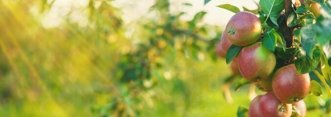 Apples on a tree in an orchard. Selective focus.