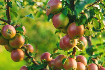 Apples on a tree in an orchard. Selective focus.