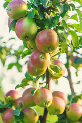 Apples on a tree in an orchard. Selective focus.