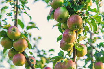Apples on a tree in an orchard. Selective focus.