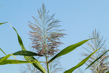 Common reed Phragmites australis. Thickets of fluffy green cane trunks against a blue sky. Close up. Nature concept for design