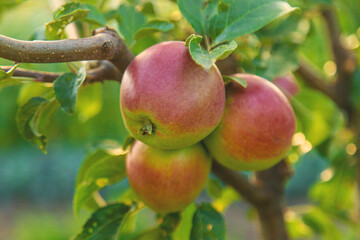 Apples on a tree in an orchard. Selective focus.