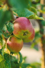 Apples on a tree in an orchard. Selective focus.