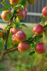Apples on a tree in an orchard. Selective focus.