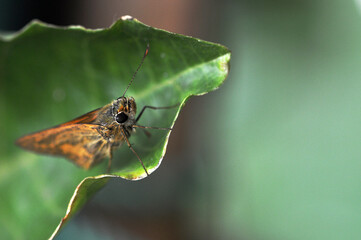 Moth on a leaf close up macro photo with blurred background, home garden 