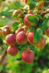 Apples on a tree in an orchard. Selective focus.