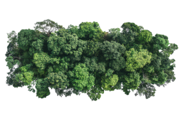 Vibrant Rainforest Canopy Isolated on transparent Background Perfect for Nature-Themed Designs and Educational Materials