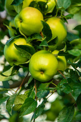 Apples on a tree in an orchard. Selective focus.