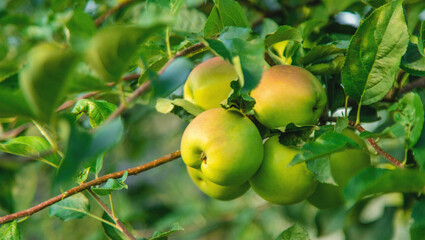 Apples on a tree in an orchard. Selective focus.