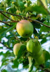 Apples on a tree in an orchard. Selective focus.