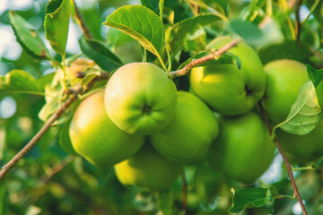 Apples on a tree in an orchard. Selective focus.