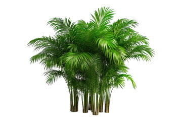 Rattan Palms Isolated on transparent Background - Ideal for Use in Interior Design and Natural Decor Projects