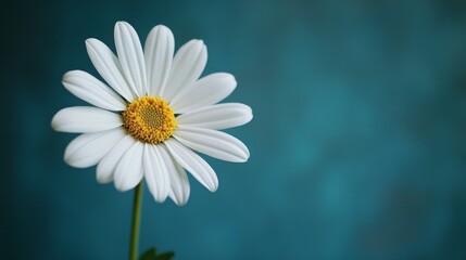 Naklejka premium Delicate flower in bloom on a neutral background, showcasing simplicity and elegance with soft natural tones and minimalistic design.