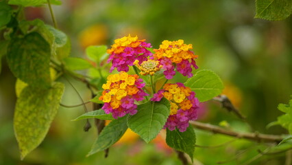 Close-up of wild Lantana Camara L flowers blooming