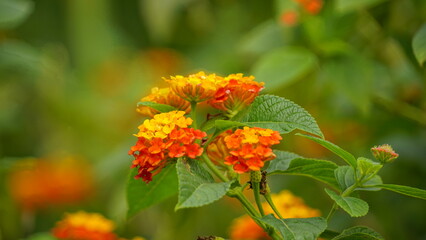 Close-up of wild Lantana Camara L flowers blooming