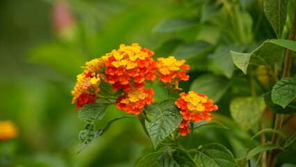 Close-up of wild Lantana Camara L flowers blooming