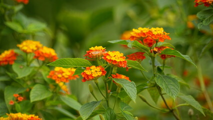 Close-up of wild Lantana Camara L flowers blooming
