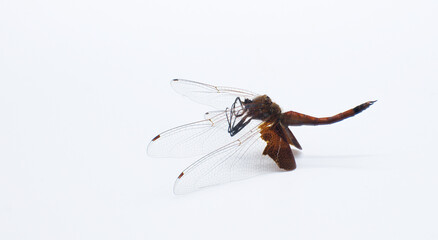 Red Carolina Saddlebags Dragonfly - Tramea onusta - deceased as found. isolated on white background with copy space.Its habitats include ponds, lakes, swamps, and streams