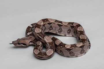 Boa Constrictor Snake on Grey Background - Exotic Reptile