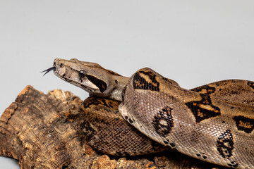 Boa Constrictor Snake on Grey Background - Exotic Reptile